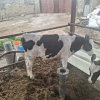 گوساله نر صنعتی هولشتاین