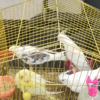 عروس هلندی با قفس