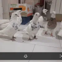 کبوتر طوقی|پرنده|پردیس, فاز ۸|دیوار