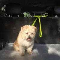 گمشده محدوده شهرک صنعتی خاوران مژدگانی میلیونی|حیوانات|خاوران, |دیوار