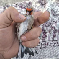 سهره دورگ کرمانی