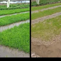 بهترین کود کشاورزی برای افزایش محصول|گل و گیاه طبیعی|اهواز, امانیه|دیوار