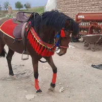 اسب سواری|اسب و تجهیزات اسب‌سواری|کنگاور, |دیوار