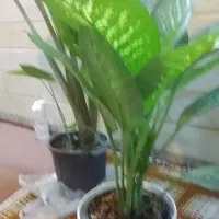 گل وگیاه طبیعی|گل و گیاه طبیعی|قم, باغ اشرافی|دیوار