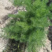 جاشیر اصلی به شرط