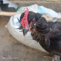 مرغ و خروس