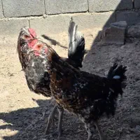 مرغ و خروس گلین|حیوانات مزرعه|سیرجان, |دیوار