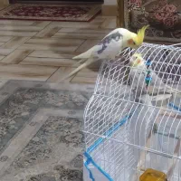 دو عدد طوطی عروس هلندی نر زیبا