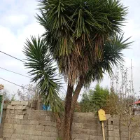 فروخته میشود