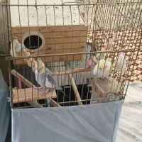 یک جفت عروس هلندی نر و ماده مست و سرحال|پرنده|کرج, چمران|دیوار