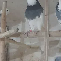 کبوتر طوقی وراعبی