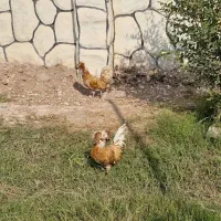 فروش خروس لهستانی