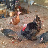 بوقلمون خانگی و ارگانیک|حیوانات مزرعه|یزد, |دیوار