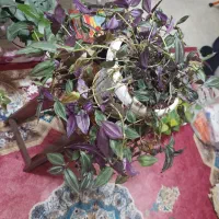 گل پینگ پرنسس برگ انجیری سانسوریااشک عروس برگ بید|گل و گیاه طبیعی|مشهد, شهرک لشکر (شهرک غرب)|دیوار