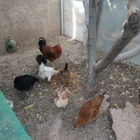 5 عدد جوجه 4الی پنج ماهه