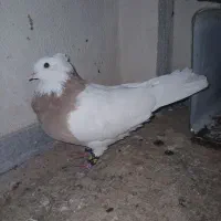 کبوترطوقی|پرنده|سنقر, |دیوار