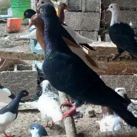 چند جفت کبوتر رنگی اس|پرنده|قائم‌شهر, |دیوار