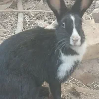 خر گوش|موش و خرگوش|رفسنجان, |دیوار