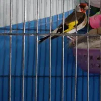 سهره جفتی قناری وسهره