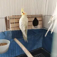 عروس هلندی