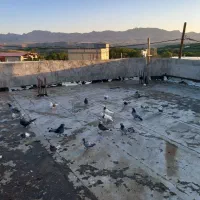 کبوتر