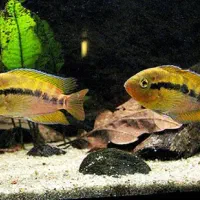 ماهی جفت فول افرا