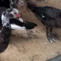 اردک خارجی مرغ و خروس محلی