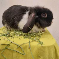 پشمالو های خانگی|موش و خرگوش|کرج, فاز ۱ مهرشهر|دیوار