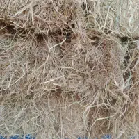 کاه شالی -کمل