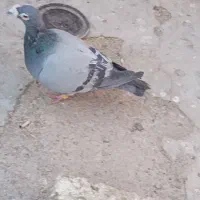 سبز|پرنده|تربت‌حیدریه, جانبازان|دیوار