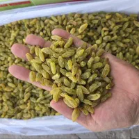 کشمش سبز و آبگیری انواع کشمش