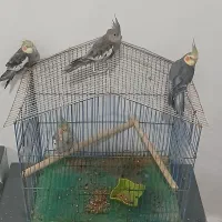 عروس هلندی سالم تمیز|پرنده|وحیدیه, |دیوار