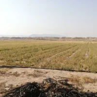 زمین کشاورزی