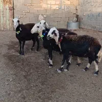 میش پلنگی بروجردی