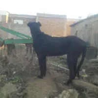 ماده سرابی اصل خوش هیکل و قد بلند|سگ|بیله سوار, |دیوار