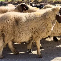 شک ورن سنجابی