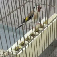 سهره نردوسال قفس بخون