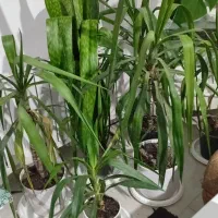 گل معاوضه چیزی که به دردم بخوره