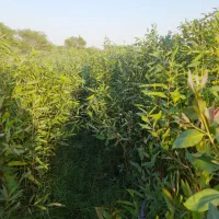 نهال فروشی|خدمات باغبانی و درختکاری|حمیدیه, |دیوار