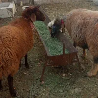 میش|حیوانات مزرعه|خمینی‌شهر, |دیوار