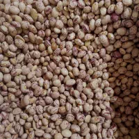 لوبیا تخمه قیمت عمده|خوردنی و آشامیدنی|کرمان, |دیوار