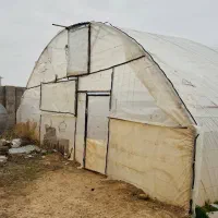 گلخانه سنتی|عمده‌فروشی|مشهد, ابوذر|دیوار