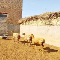 ۳راس بره چینی