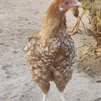 خروس|حیوانات مزرعه|خواف, |دیوار