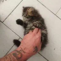 بریتیش بریتیش لانگ هیر|گربه|قم, باسکول|دیوار