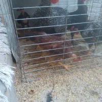 ۷عدد مرغ و خروس