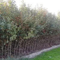 فروش نهال خرمالو|خدمات باغبانی و درختکاری|نوکنده, |دیوار