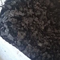 خریدار تیف زنده