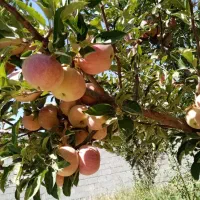 ۱۰۰۰ متر باغ|فروش زمین و ملک کلنگی|همایجان, |دیوار