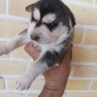 توله هاسکی عالی اماده برای آزمایشدادن|سگ|اردکان, |دیوار